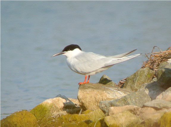 Roseate Tern
