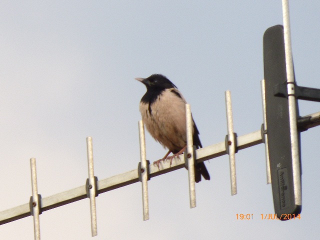 Rose-coloured Starling