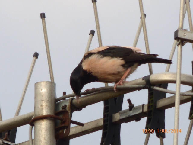 Rose-coloured Starling