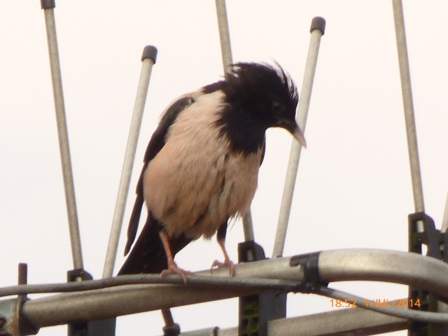 Rose-coloured Starling