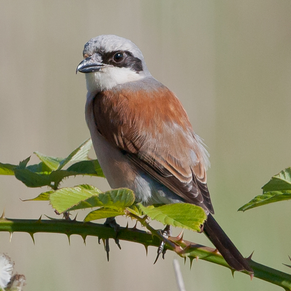 Red-backed Shrike
