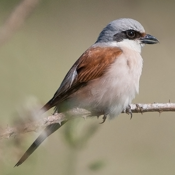 Red-backed Shrike