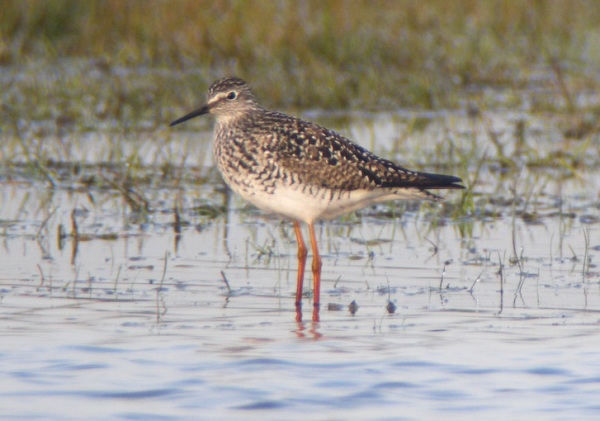Lesser Yellowlegs