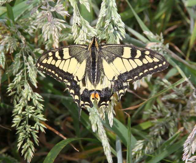 Swallowtail butterfly