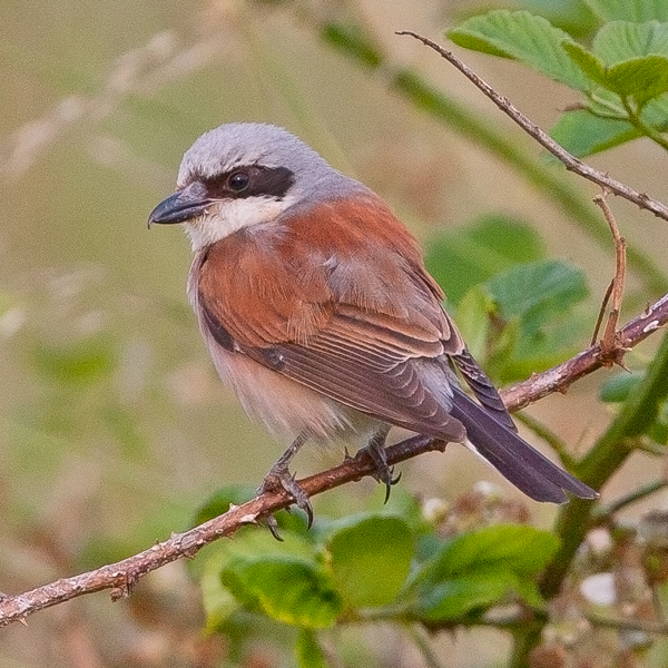 Red-backed Shrike