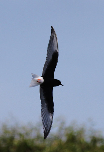 White-winged Black Tern