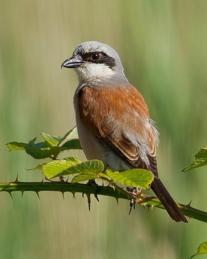 Red-backed Shrike