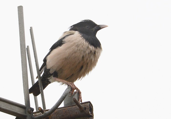 Rose-coloured Starling