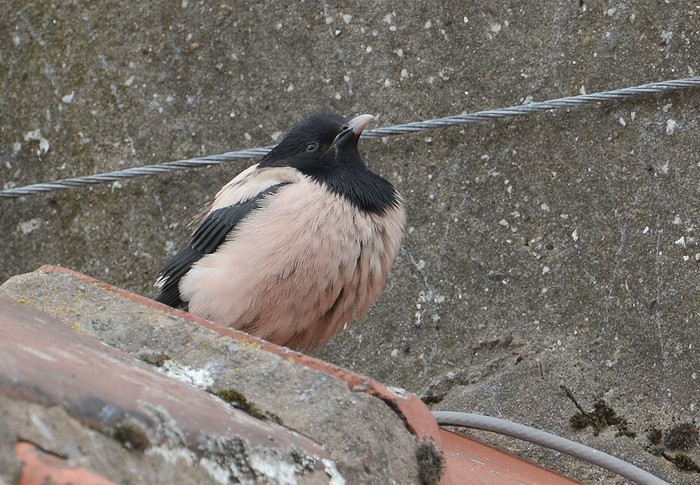 Rose-coloured Starling