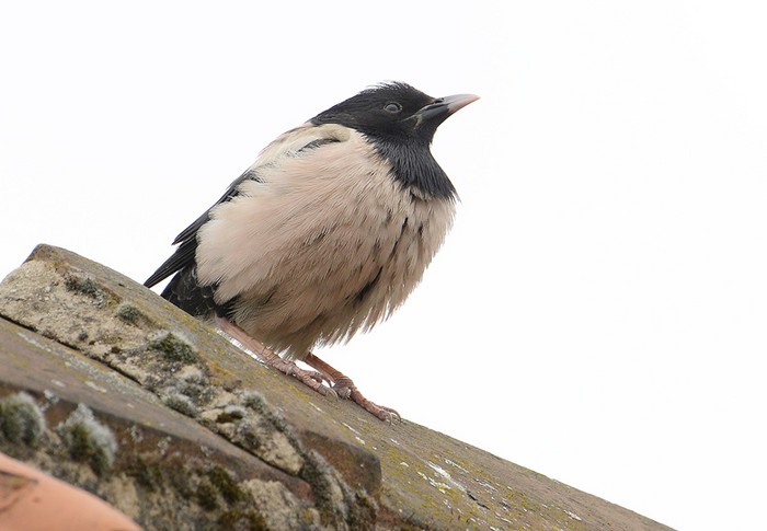 Rose-coloured Starling