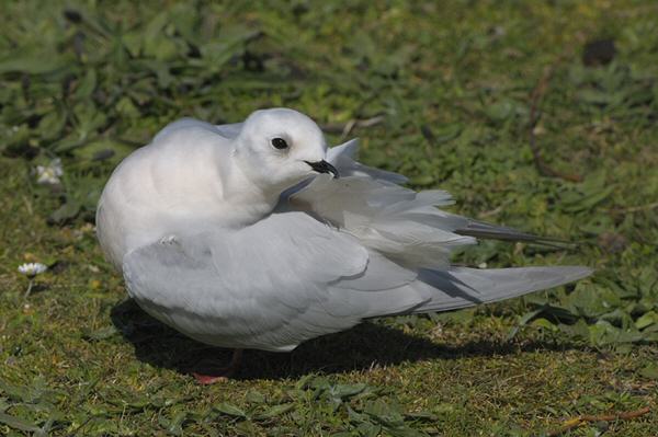 Ross's Gull