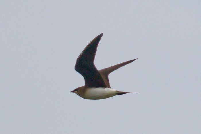 Black-winged Pratincole