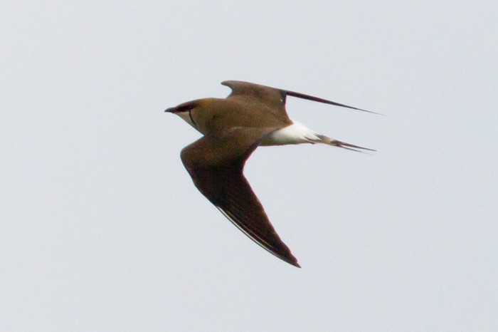 Black-winged Pratincole