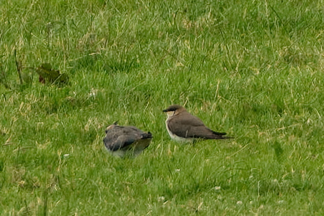 Black-winged Pratincole