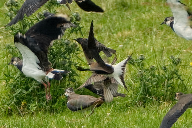 Black-winged Pratincole