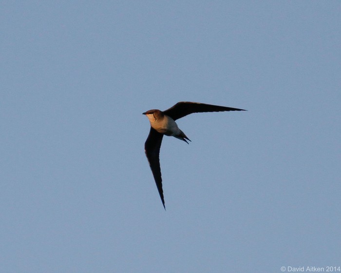 Black-winged Pratincole