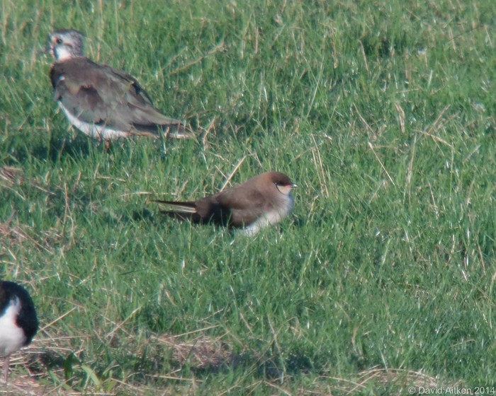 Black-winged Pratincole