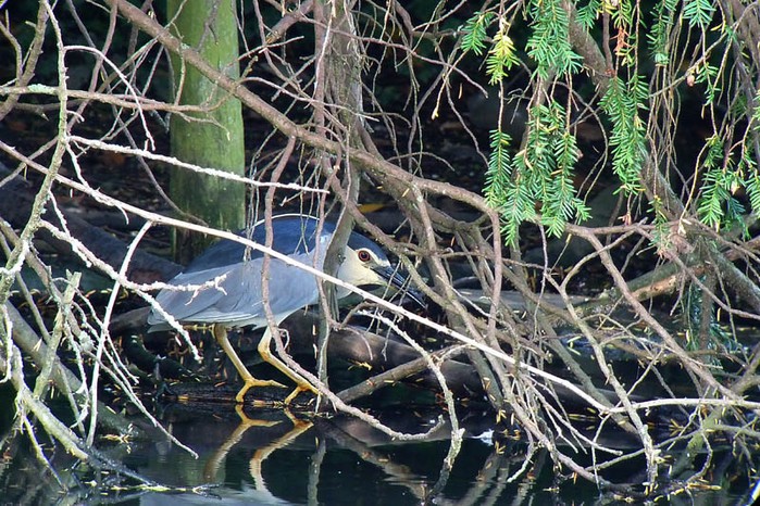 Night Heron