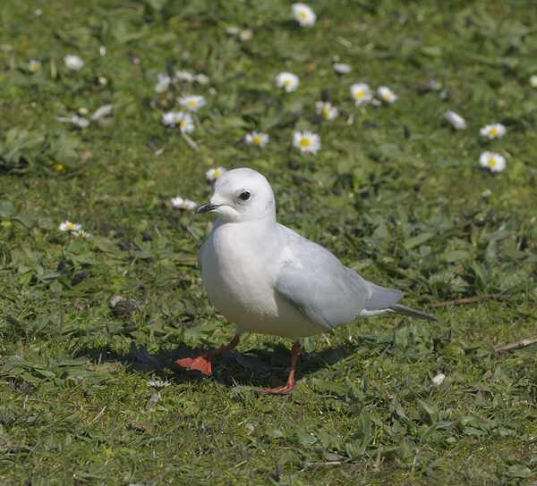 Ross's Gull