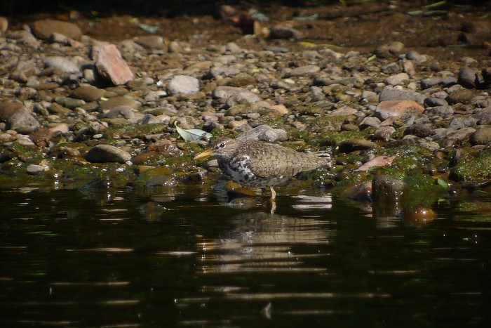 Spotted Sandpiper