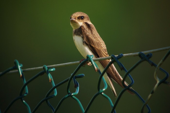 Sand Martin