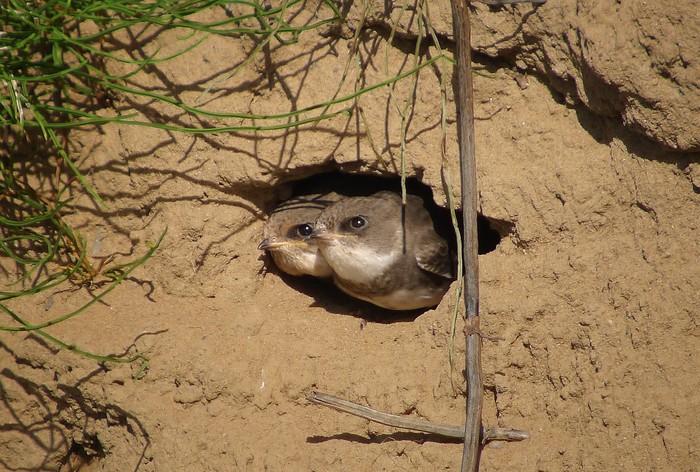 Sand Martin