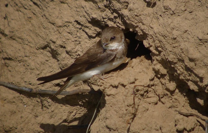 Sand Martin