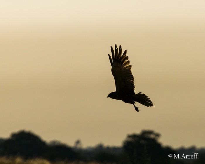 Marsh Harrier
