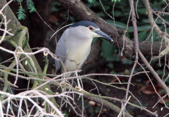 Night Heron