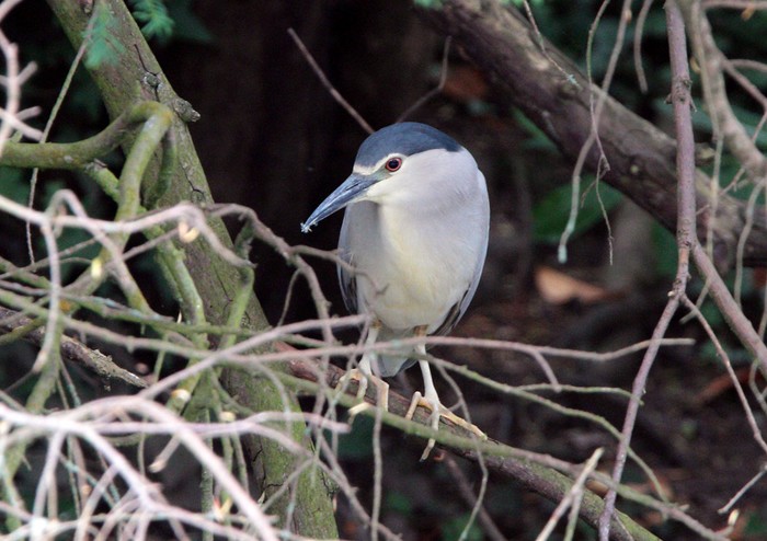 Night Heron