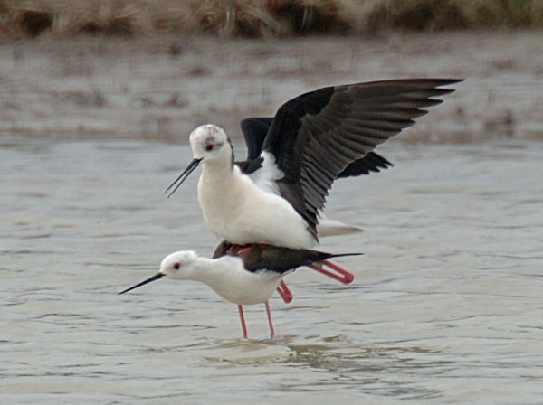 Black-winged Stilt