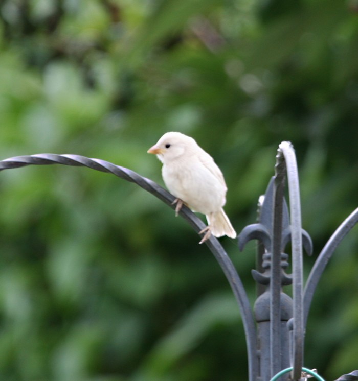 House Sparrow