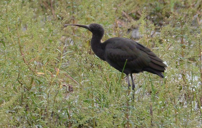 Glossy Ibis