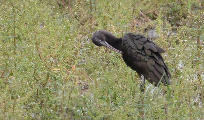 Glossy Ibis