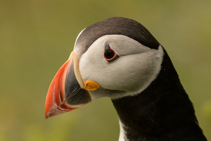 Puffin