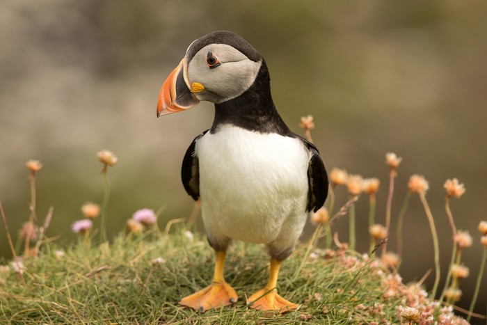 Puffin