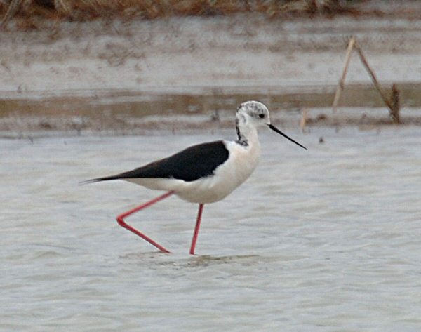Black-winged Stilt