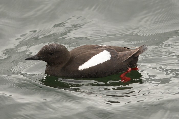 Black Guillemot