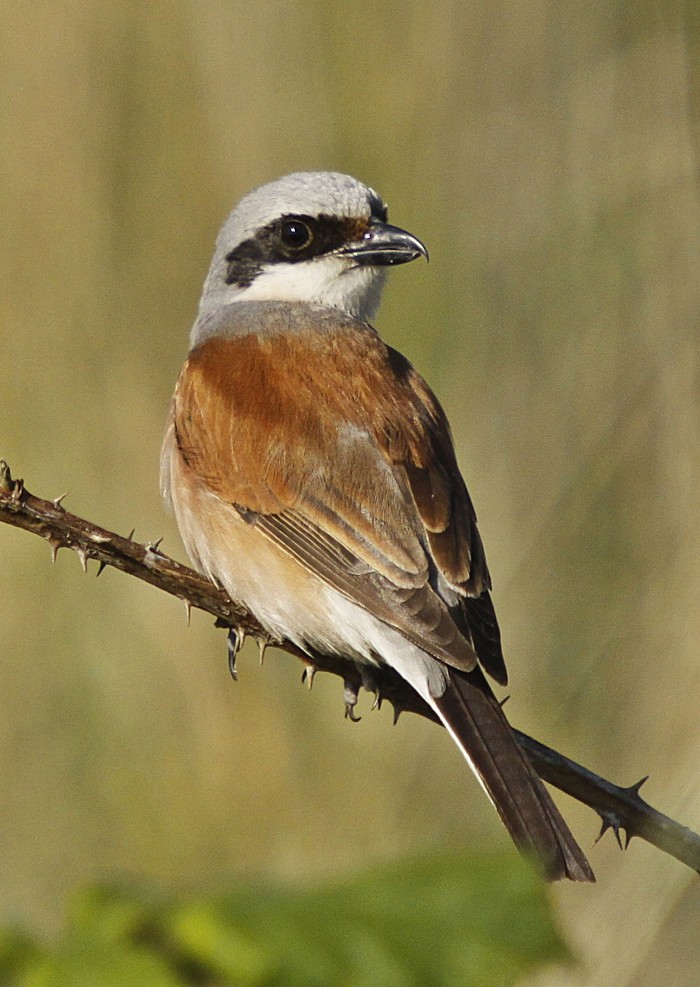 Red-backed Shrike