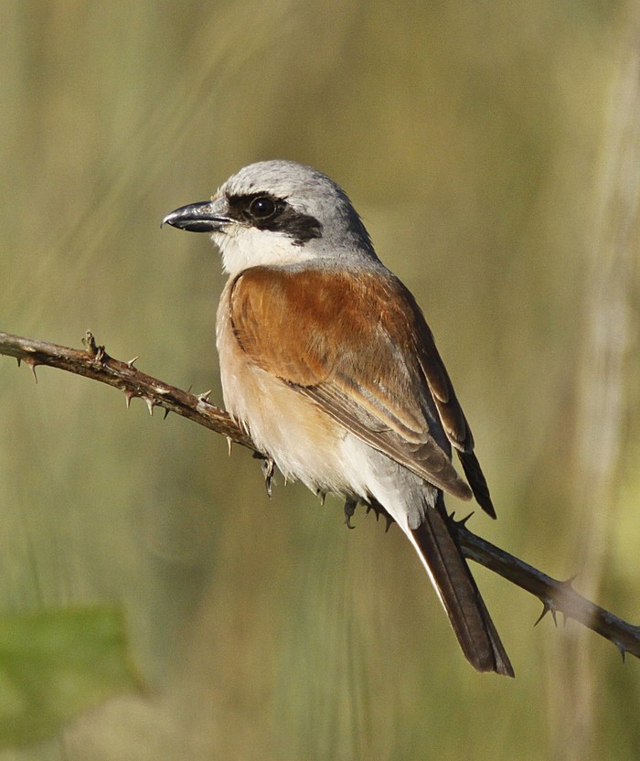 Red-backed Shrike