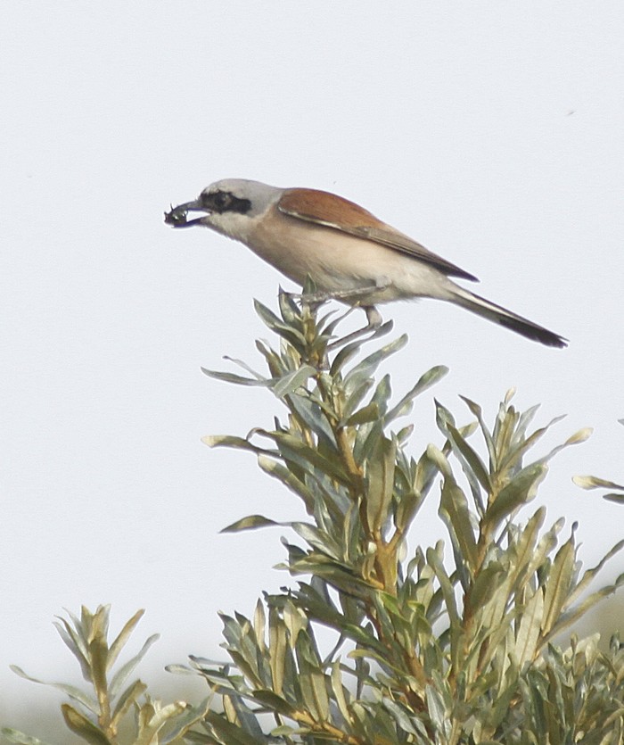 Red-backed Shrike