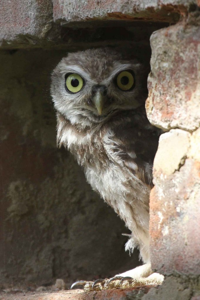 Little Owl