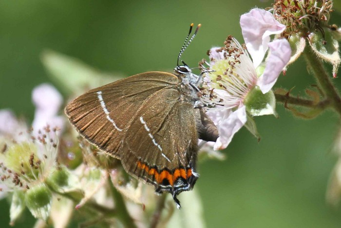 White-letter hairstreak