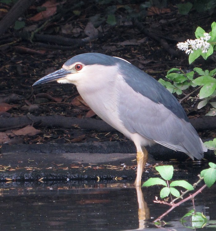 Night Heron
