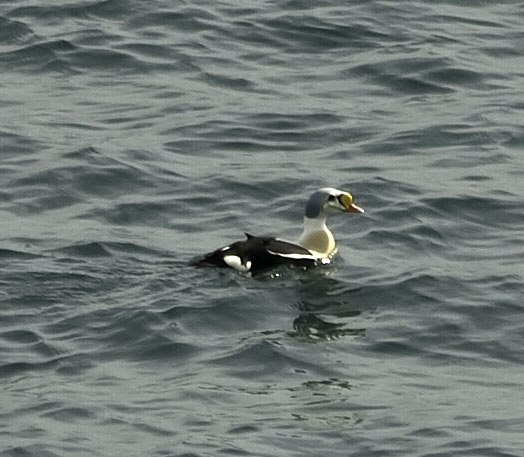 King Eider