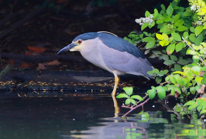 Night Heron