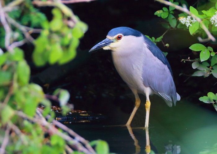 Night Heron