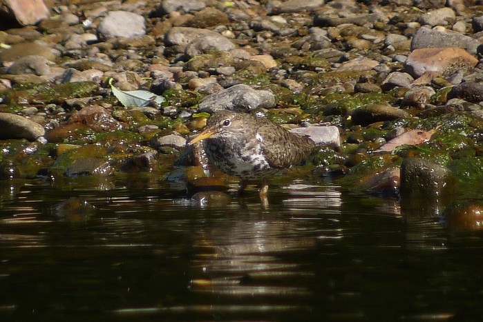 Spotted Sandpiper