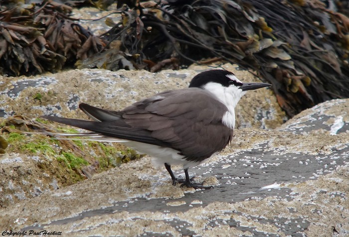 Bridled Tern