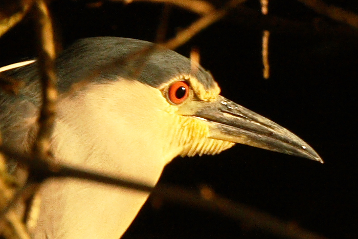 Night Heron